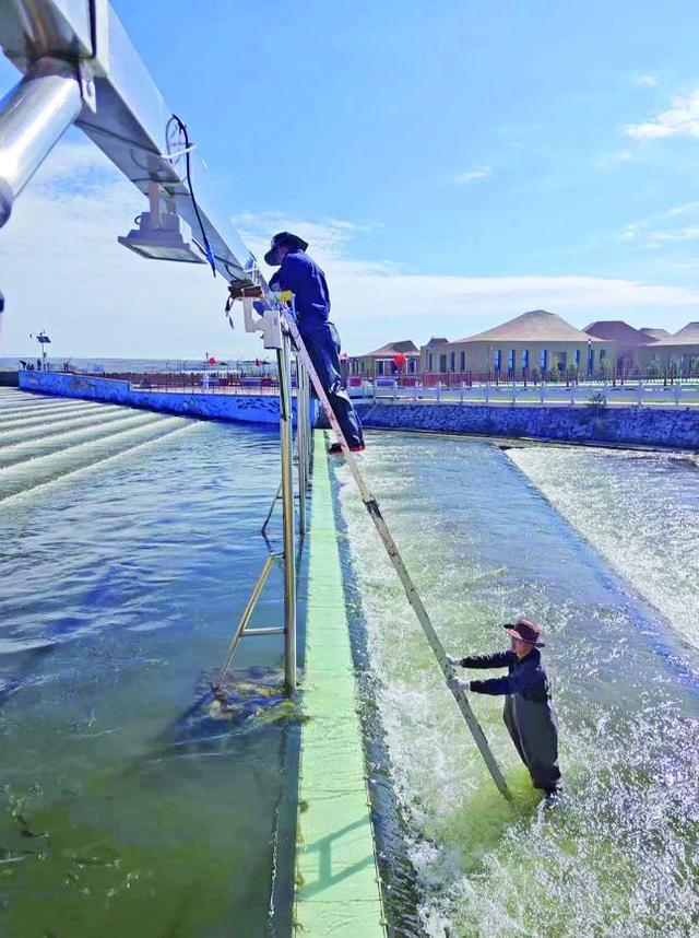 青海湖迎來(lái)一年一度湟魚洄游季