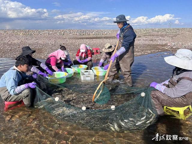 青海湖迎來一年一度湟魚洄游季