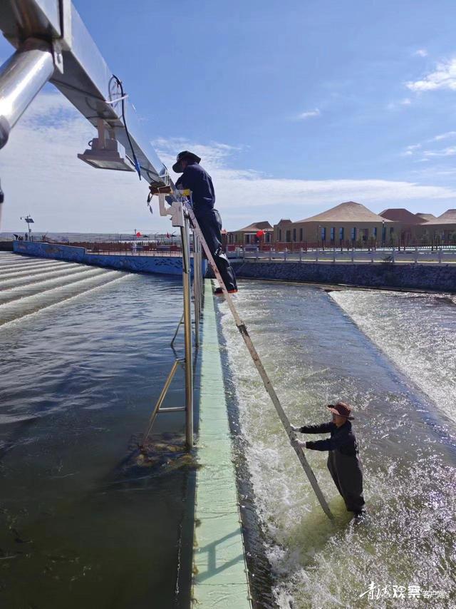 青海湖迎來一年一度湟魚洄游季