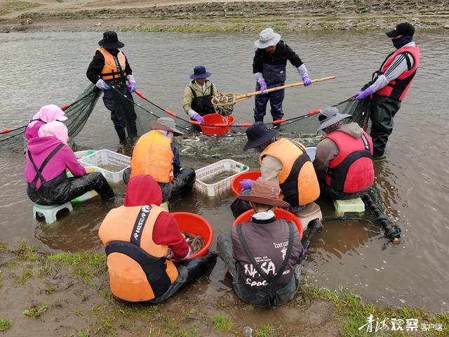 青海湖迎來一年一度湟魚洄游季