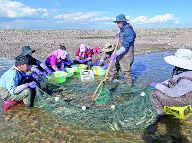 青海湖迎來一年一度湟魚洄游季