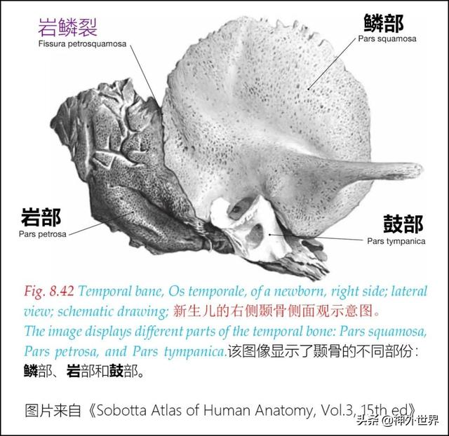 顳骨基礎解剖知識復習