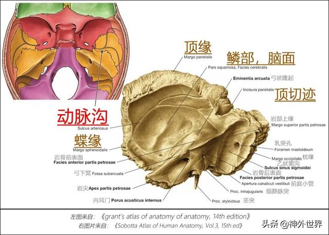 顳骨基礎解剖知識復習