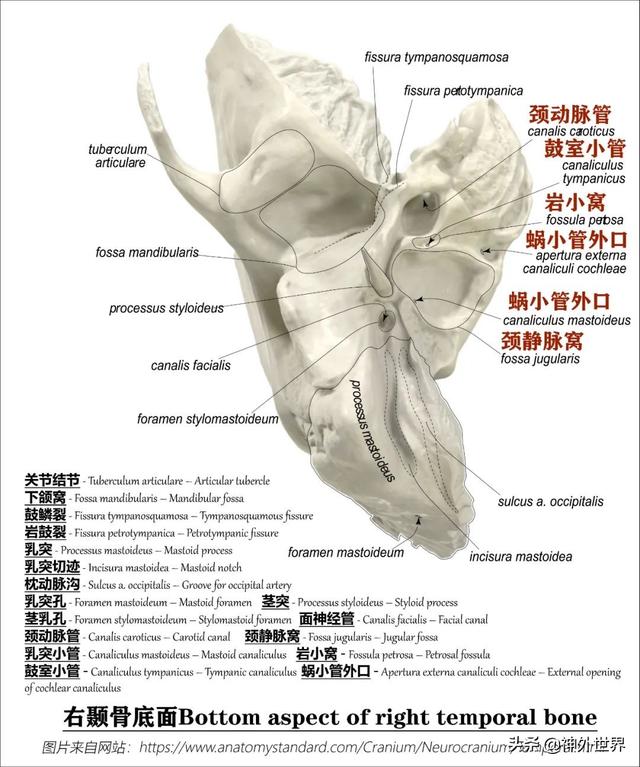 顳骨基礎解剖知識復習