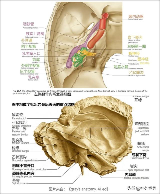 顳骨基礎解剖知識復習