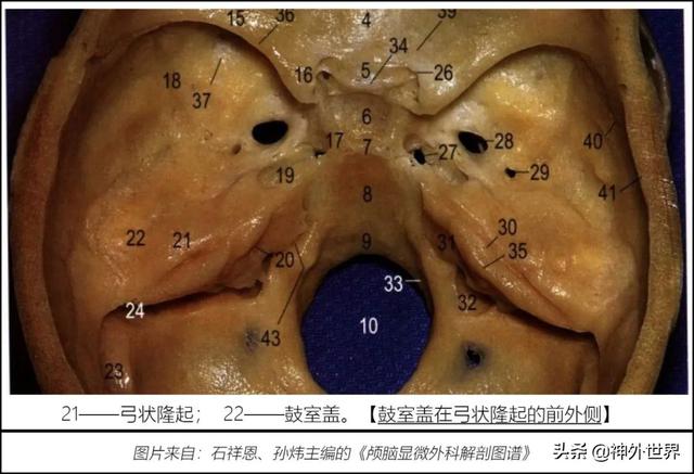 顳骨基礎解剖知識復習