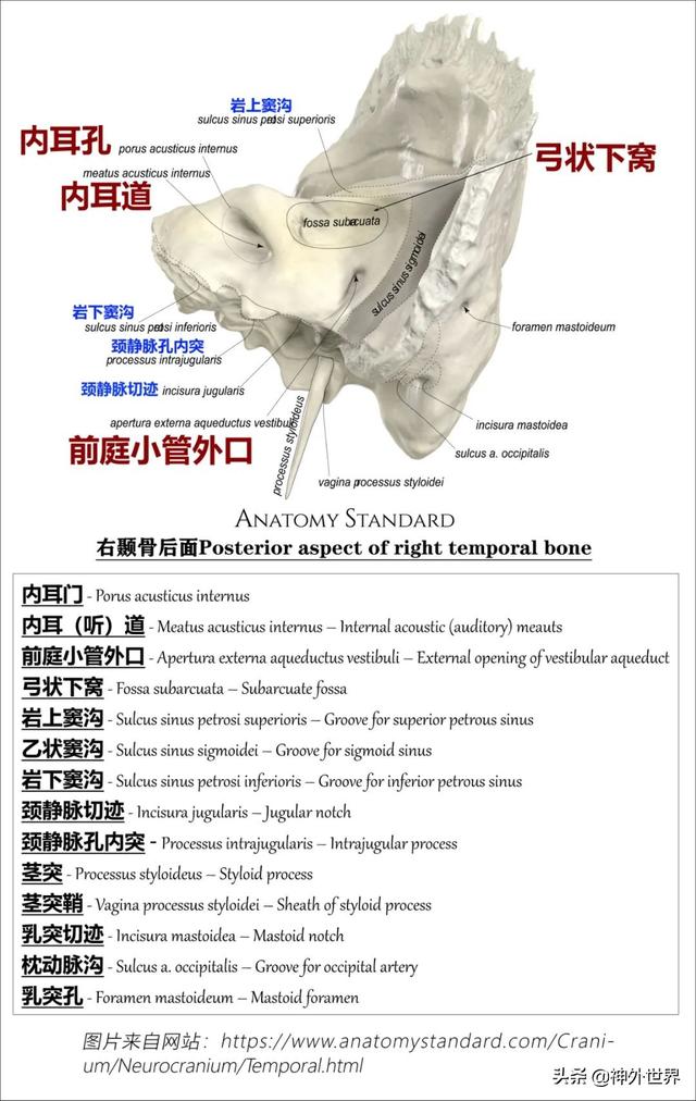 顳骨基礎解剖知識復習