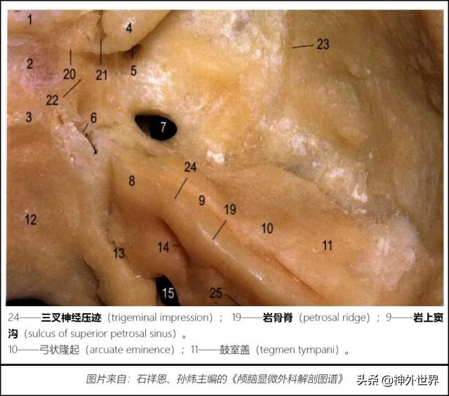 顳骨基礎解剖知識復習