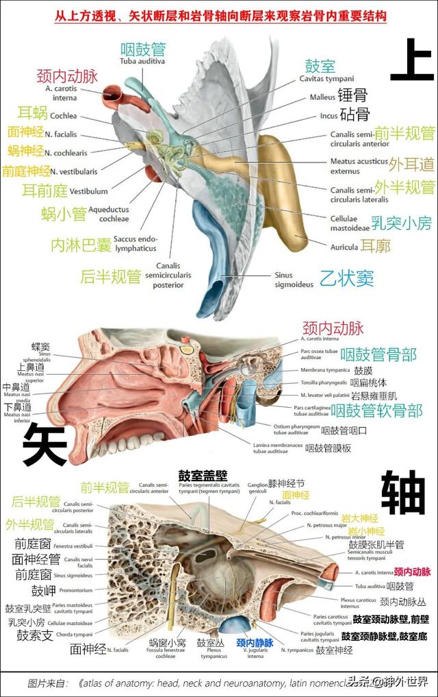 顳骨基礎解剖知識復習