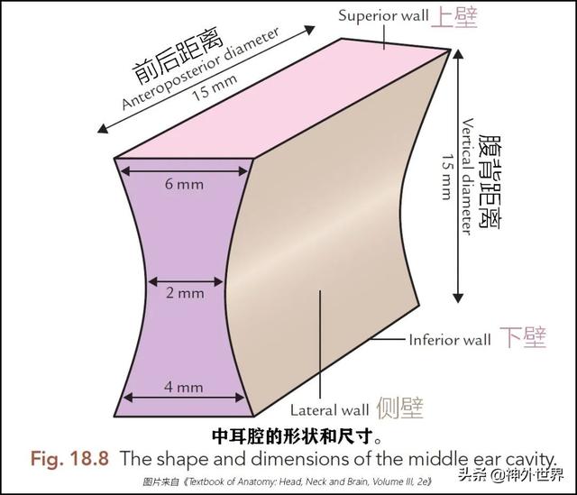 顳骨基礎解剖知識復習