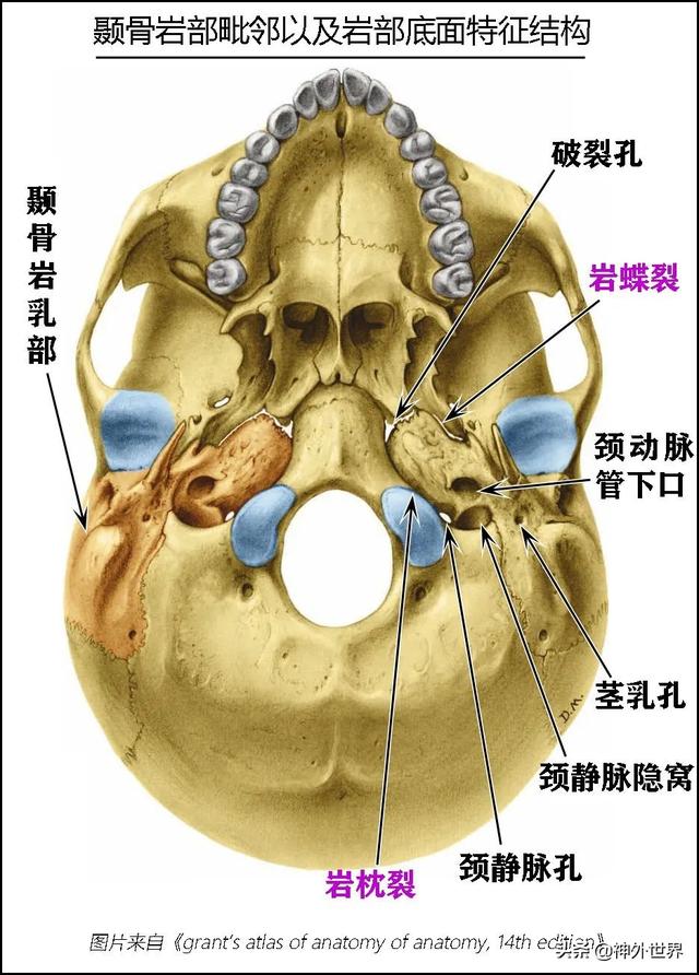 顳骨基礎解剖知識復習