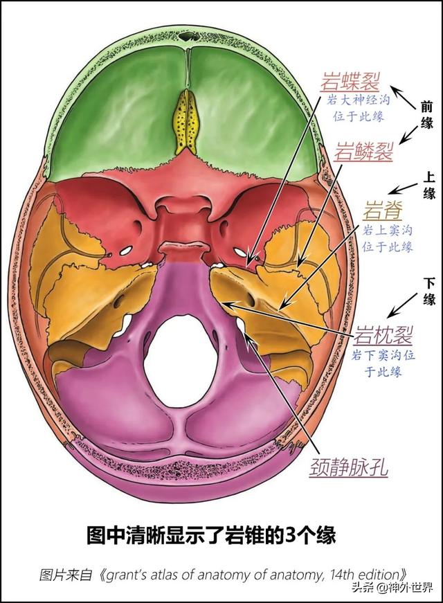 顳骨基礎解剖知識復習