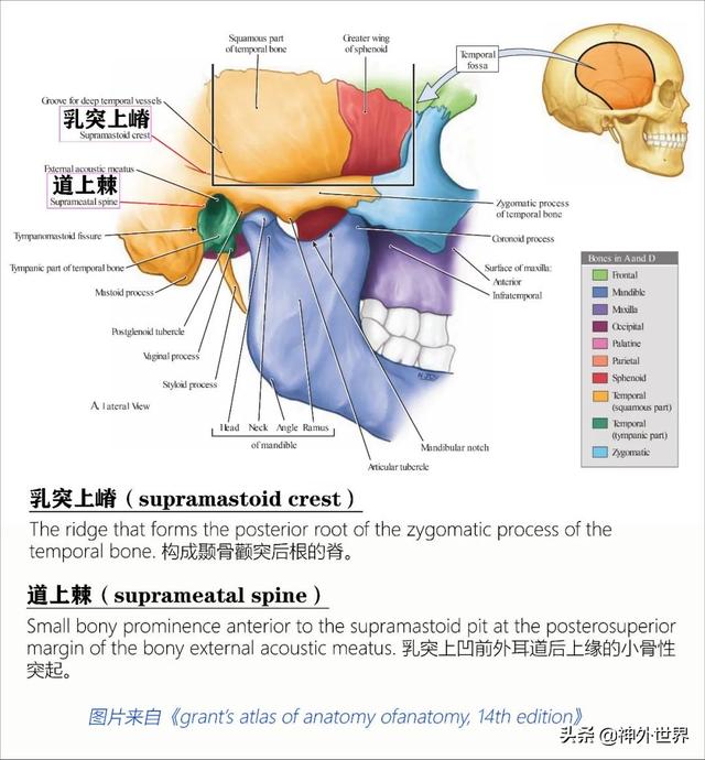 顳骨基礎解剖知識復習