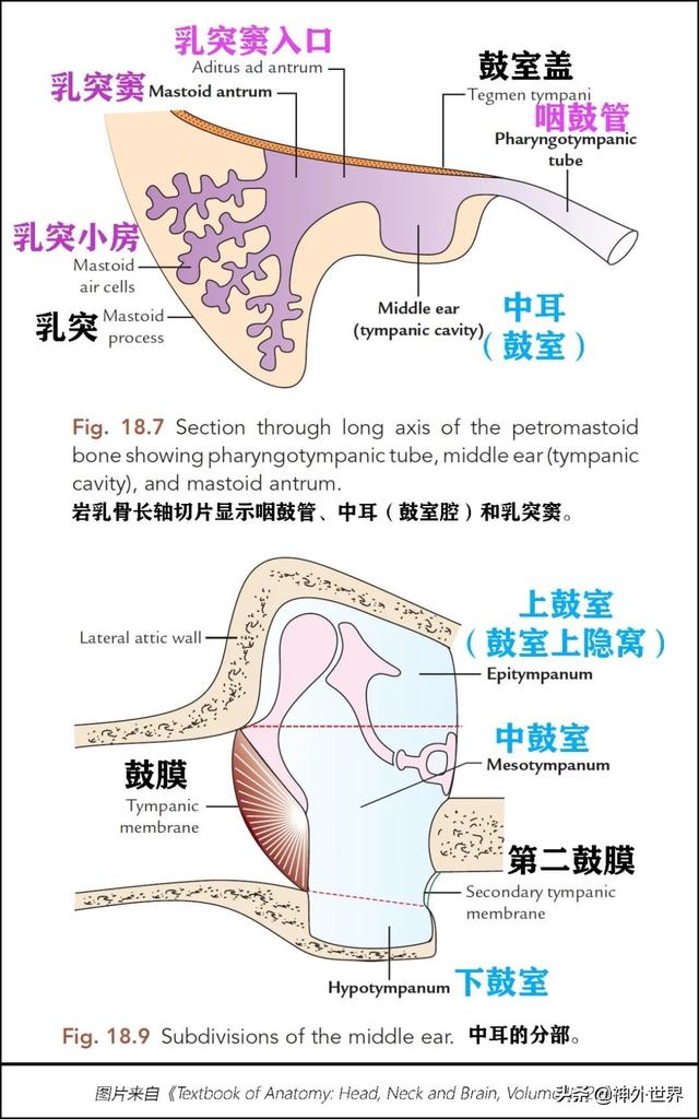 顳骨基礎解剖知識復習