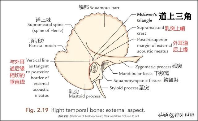 顳骨基礎解剖知識復習