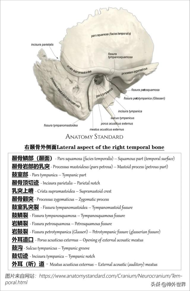 顳骨基礎解剖知識復習