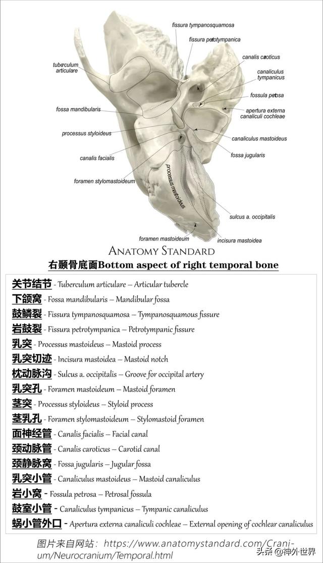 顳骨基礎解剖知識復習