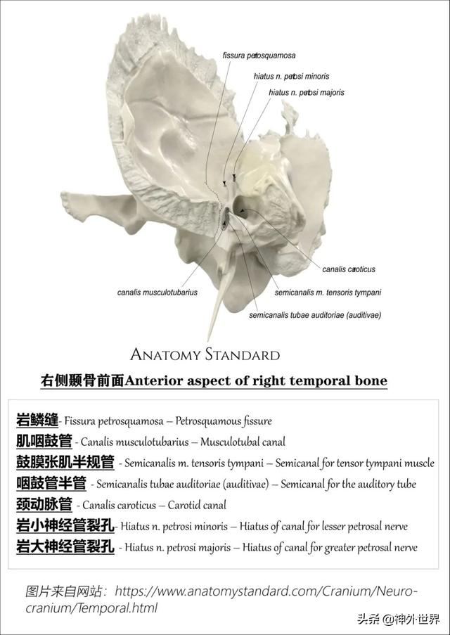 顳骨基礎解剖知識復習