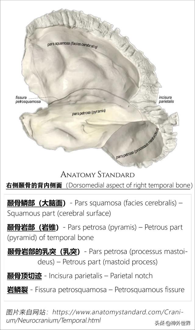 顳骨基礎解剖知識復習