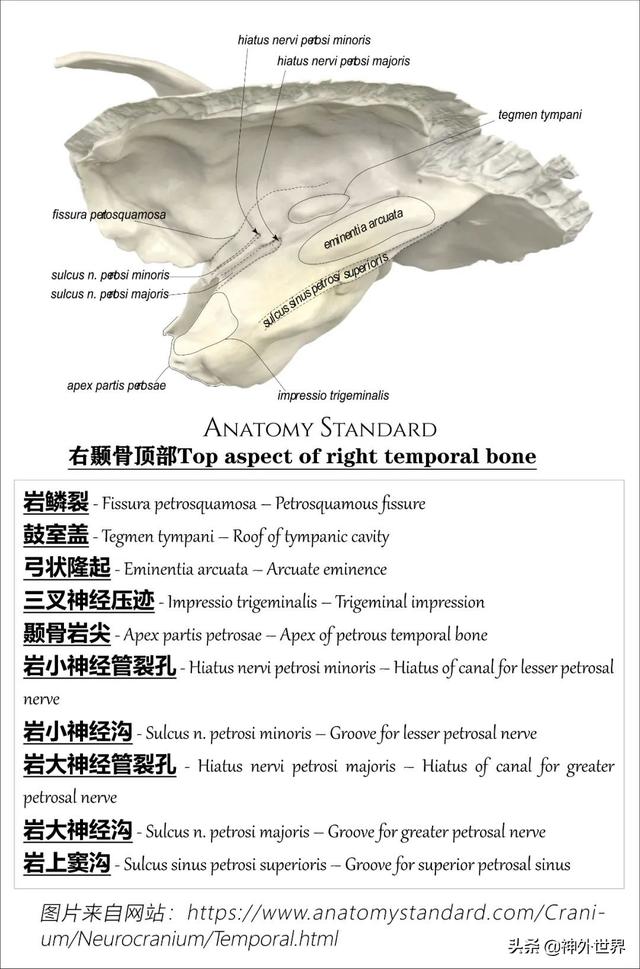 顳骨基礎解剖知識復習