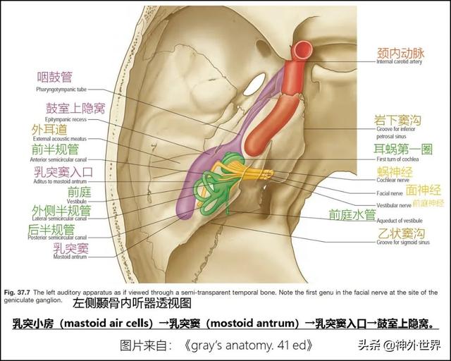 顳骨基礎解剖知識復習