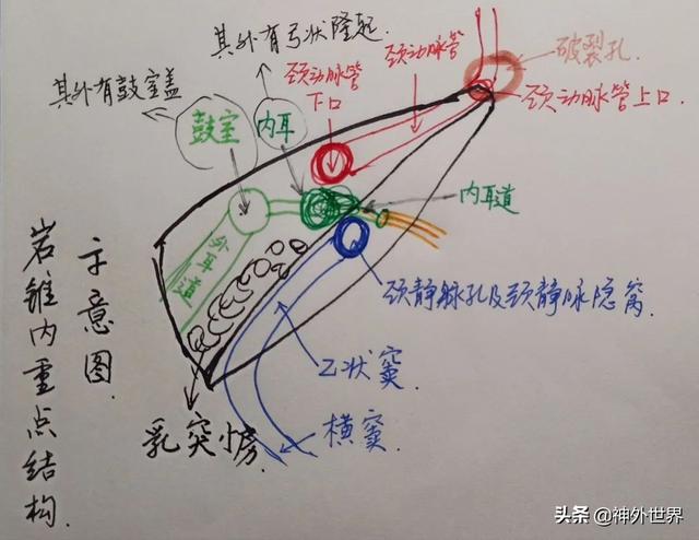 顳骨基礎解剖知識復習