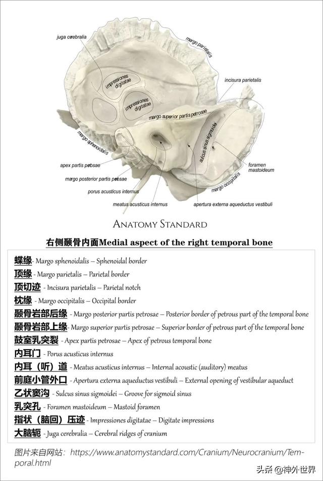 顳骨基礎解剖知識復習