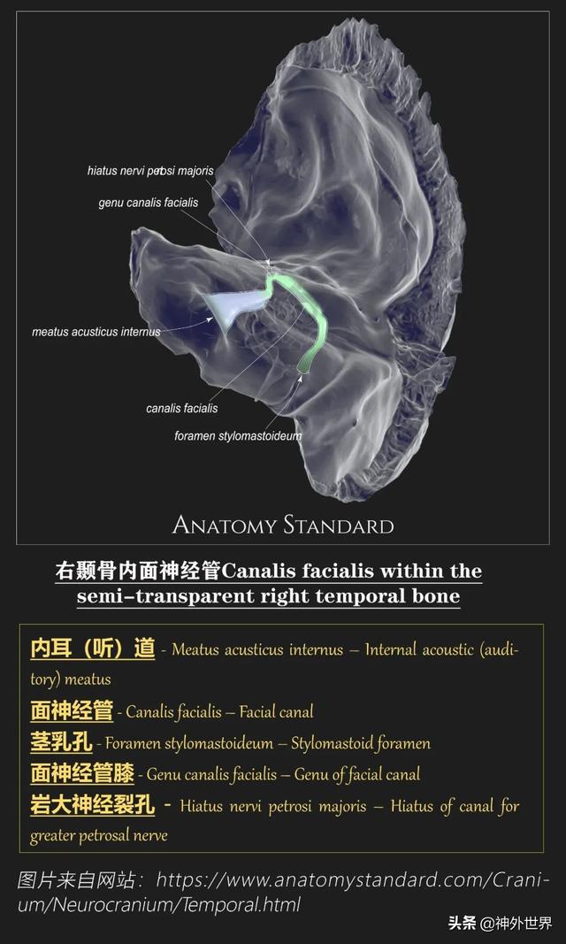 顳骨基礎解剖知識復習