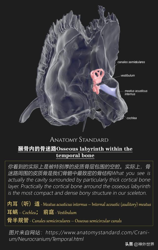 顳骨基礎解剖知識復習