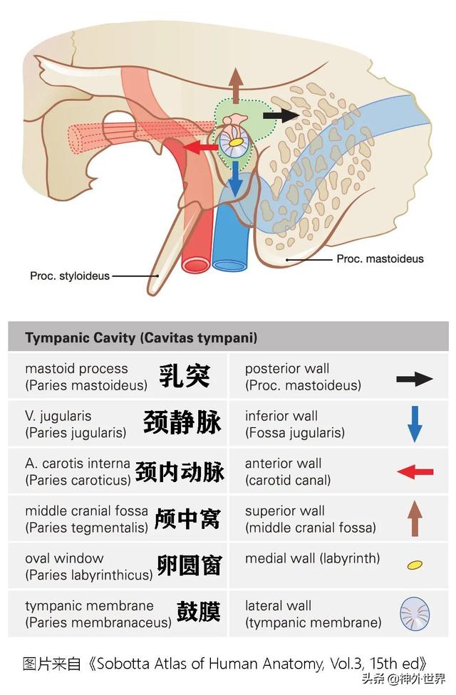 顳骨基礎解剖知識復習