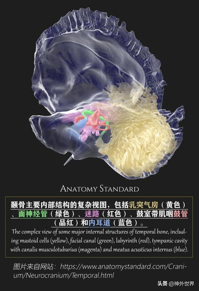 顳骨基礎解剖知識復習