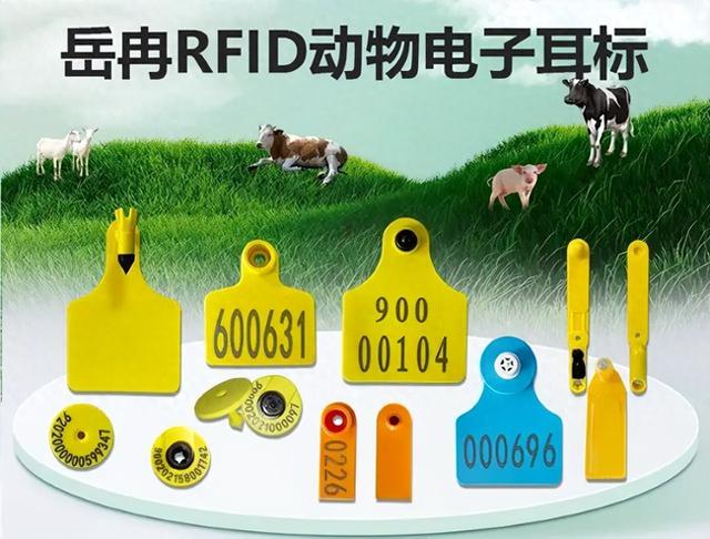 畜牧業(yè)利用RFID動物電子耳標(biāo)搭配手持終端實現(xiàn)智能化管理