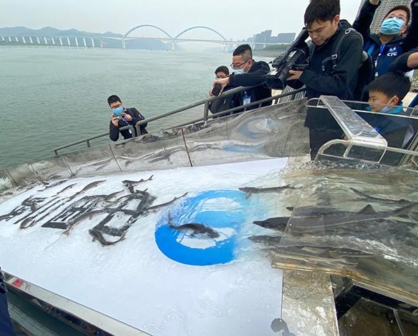共抓長(zhǎng)江大保護(hù) 1萬尾大規(guī)格“子二代”中華鱘放歸長(zhǎng)江